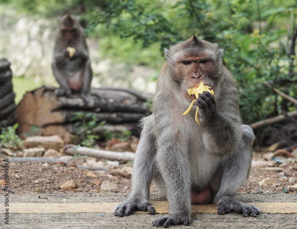 Monkey eat fruit