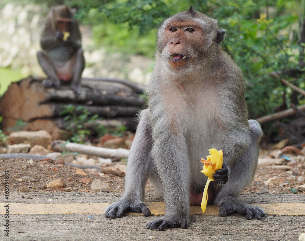 Fototapeta premium Monkey eat fruit