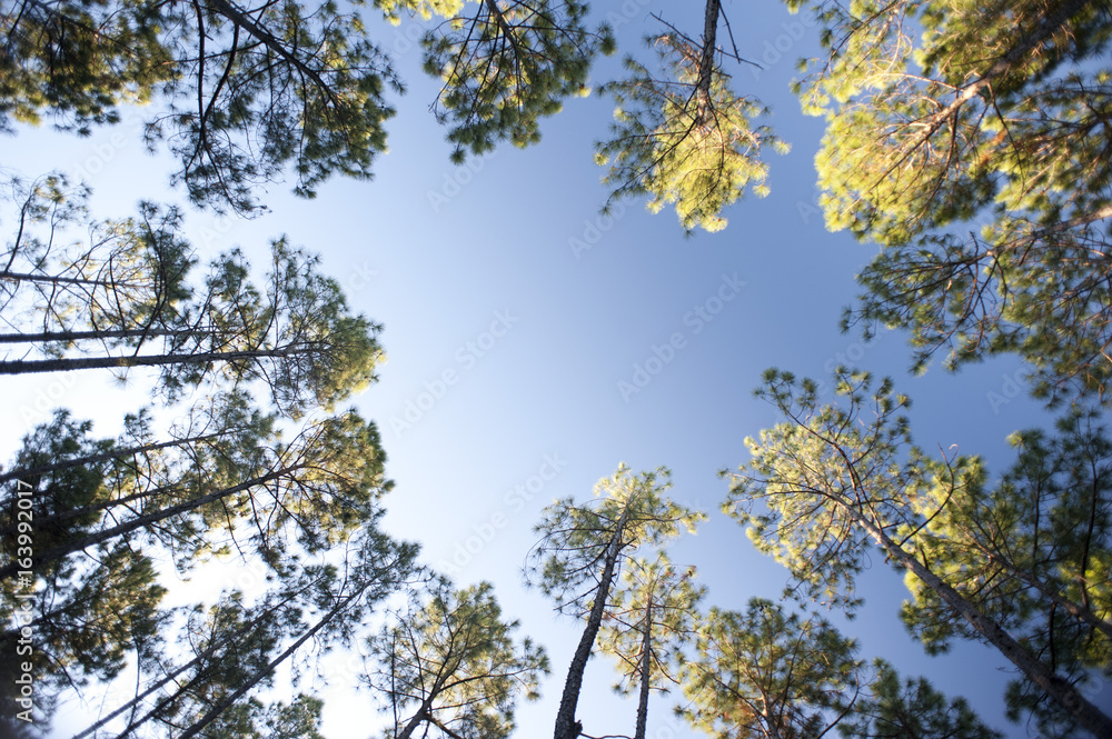 Obraz premium Frame of leafy green canopies on trees