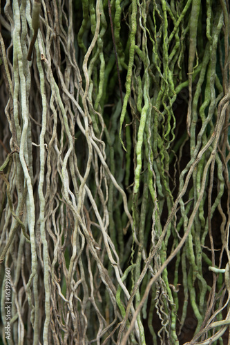 Root tree texture background © phanasitti