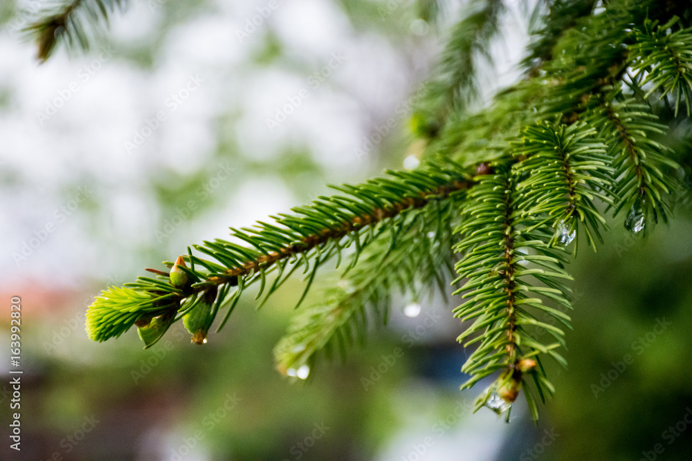 Pine tree branch on a rainy day Pine tree branch on a rainy day
