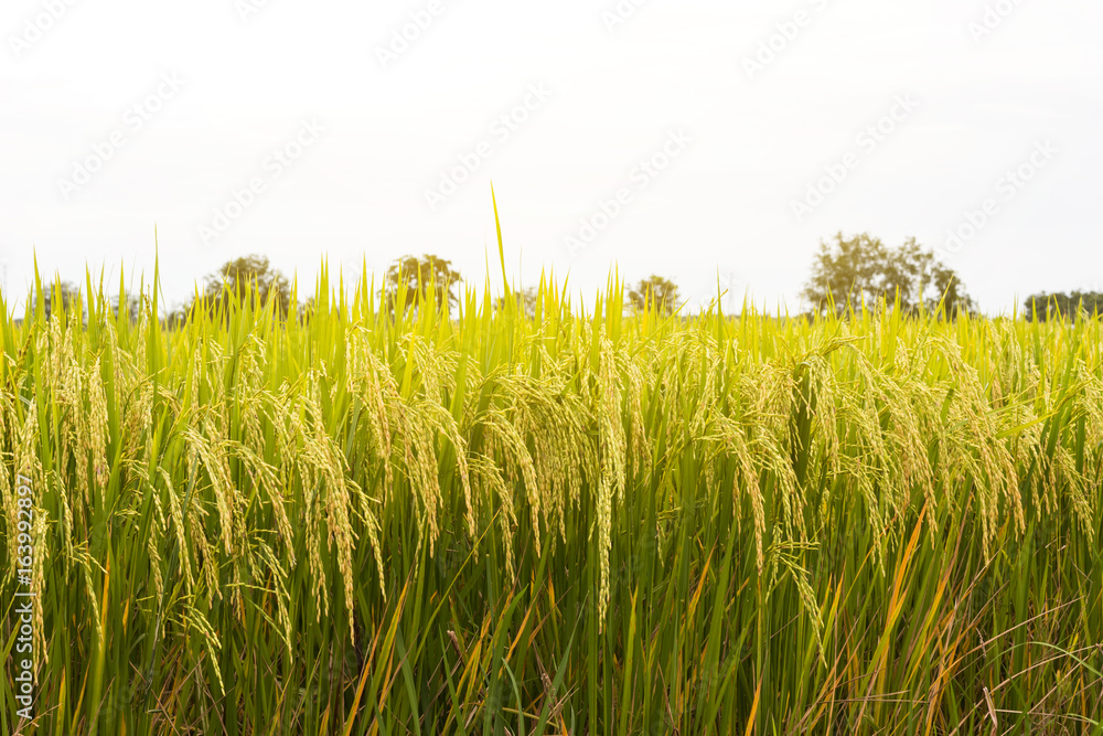 Fototapeta premium Close-up view low rice field.