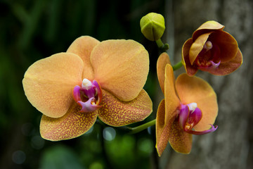 Poster Orchidee Gele orchideeën in het park  © phanasitti
