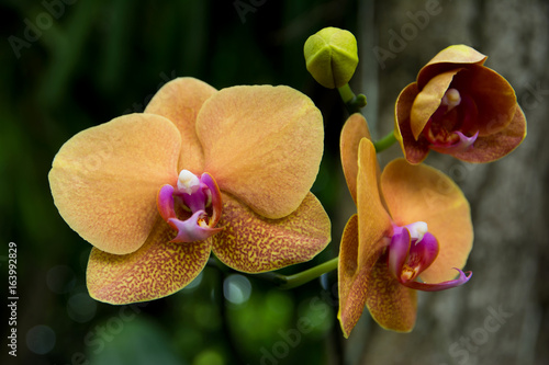 Fototapeta Naklejka Na Ścianę i Meble -  Yellow orchids in the park