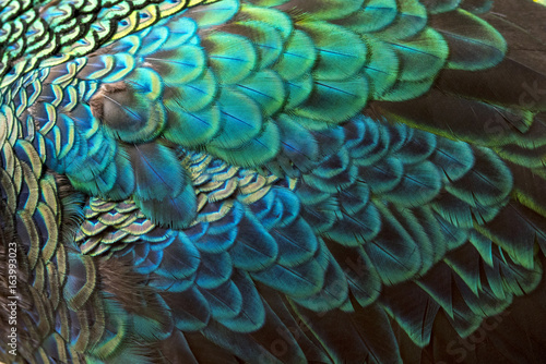 Beautiful peacock fetcher for background (Green Peafowl)