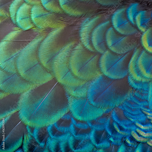 Fototapeta Naklejka Na Ścianę i Meble -  Beautiful peacock fetcher for background (Green Peafowl)