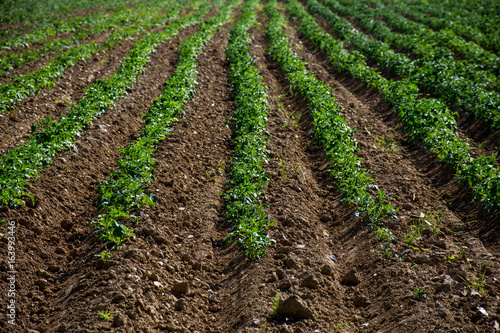 Rows of freshly planted potatoes