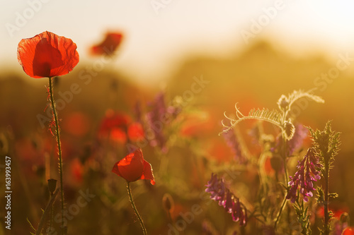 Fototapeta Naklejka Na Ścianę i Meble -  poppy flowers in a flower field