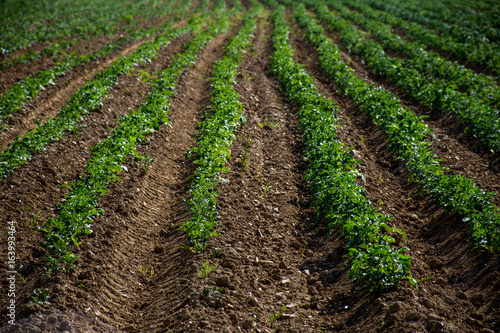 Rows of freshly planted potatoes