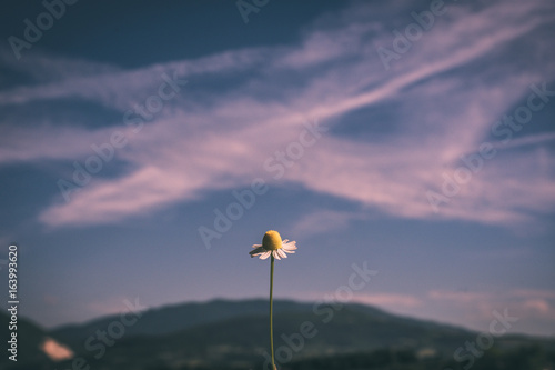 Single Camille flower with soft pink colored sky
