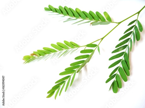 Green leaves isolated