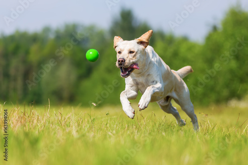 Fototapeta Naklejka Na Ścianę i Meble -  labrador dog jumps for a ball