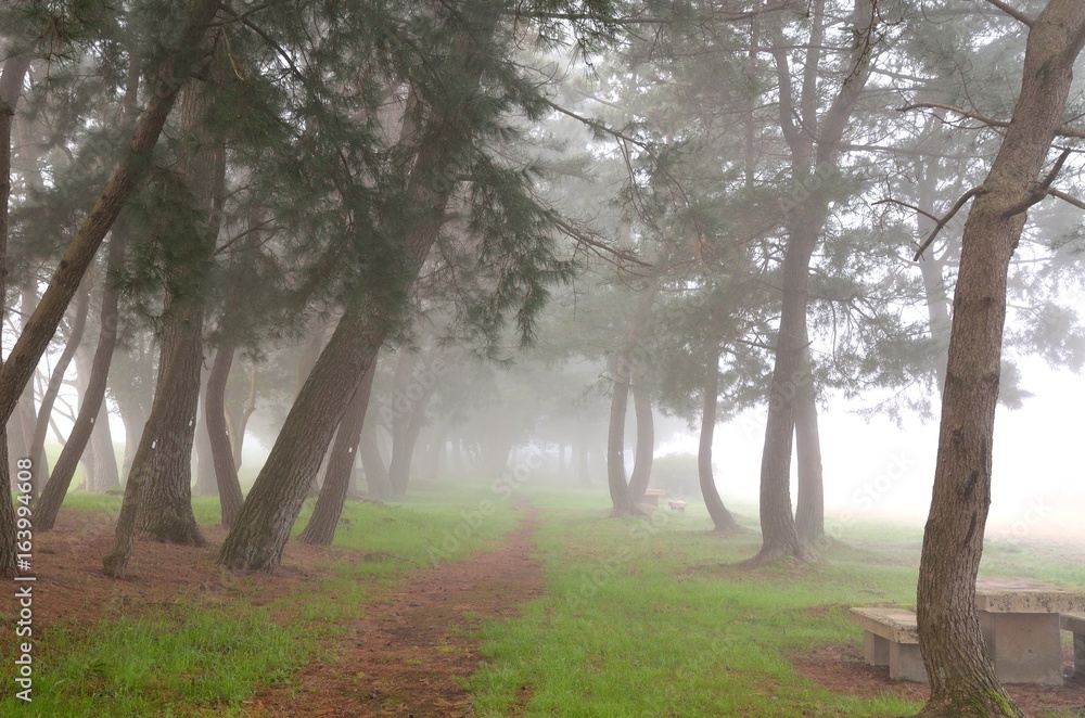 Fototapeta premium 朝霧の琵琶湖湖畔