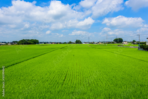 田園風景 © kurosuke