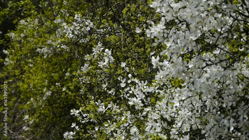 Flowers sway in wind.Bees flying in flowers. Flowers sway in wind.Bees flying in flowers.