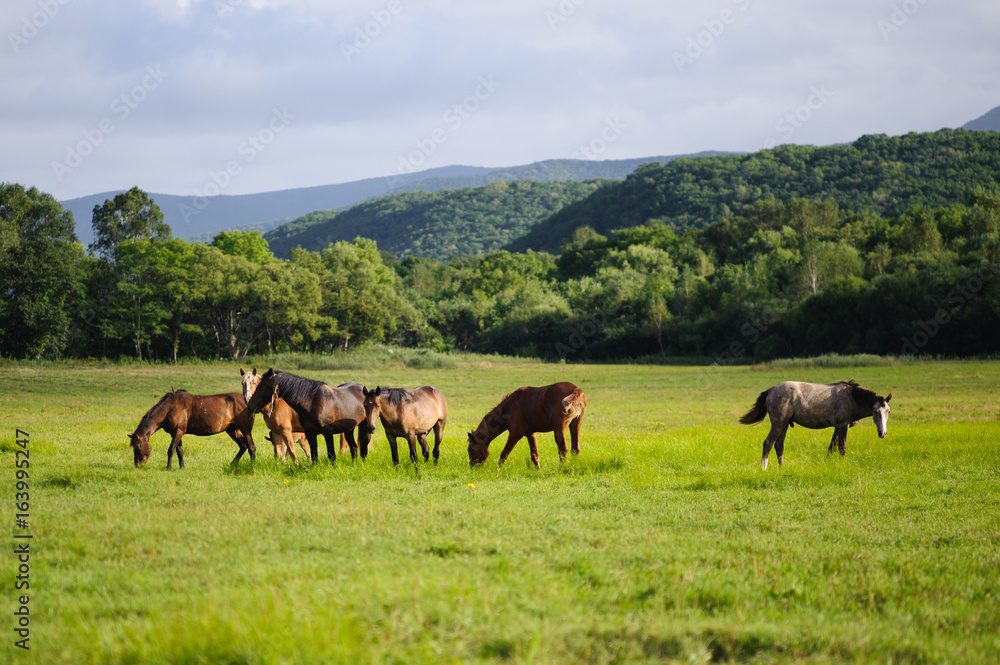 A horses in a field near the mountain