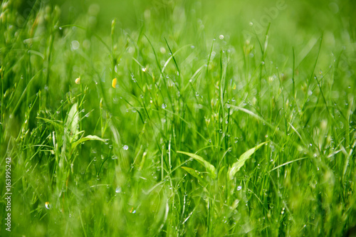 Morning grass macro background
