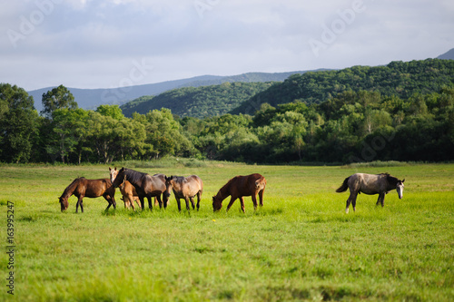 A horses in a field near the mountain