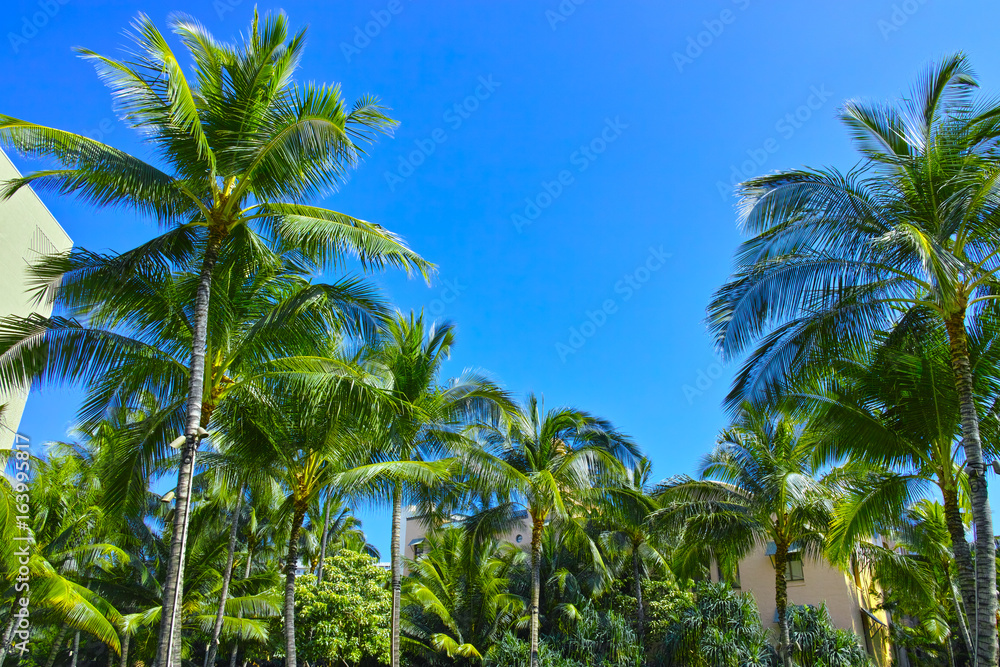 ハワイ　椰子の木のある風景