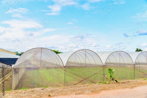 Beautiful View of Greenhouses for Organic Farming