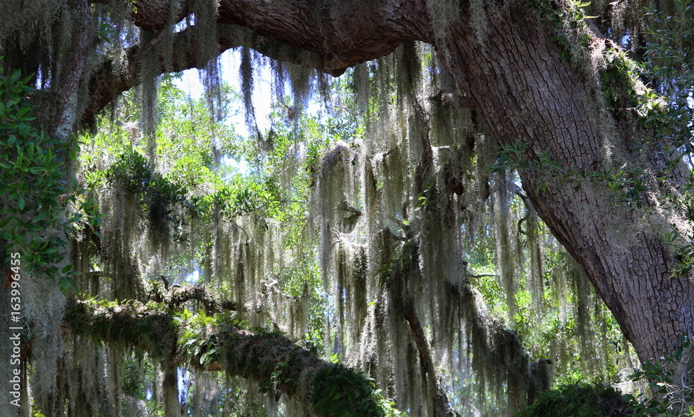 Spanish moss on a majestic oak, Jekyll Island, Georgia Spanish moss on a majestic oak, Jekyll Island, Georgia