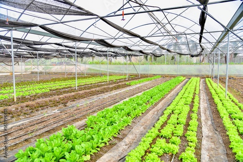 Organic Farm with Vegetables Growing in Greenhouse