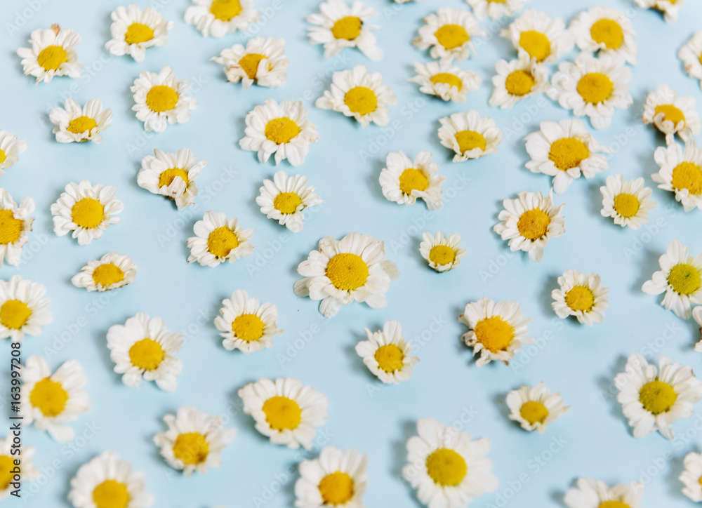 Obraz premium White Daisy Flowers on Blue Background