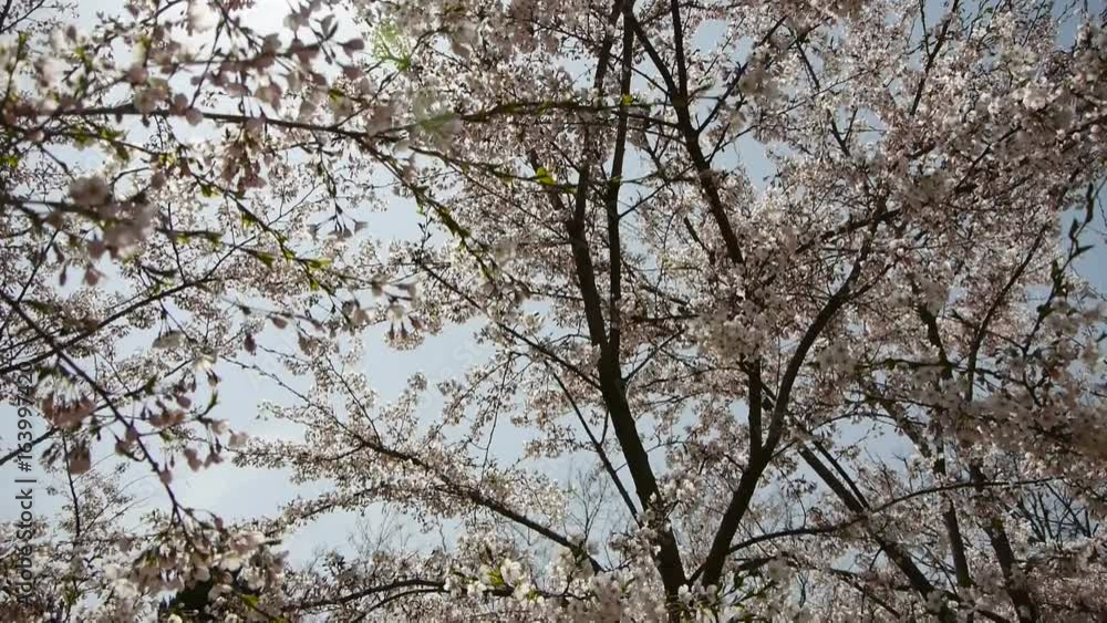 beautiful cherry blossoms tremble in wind. beautiful cherry blossoms tremble in wind.