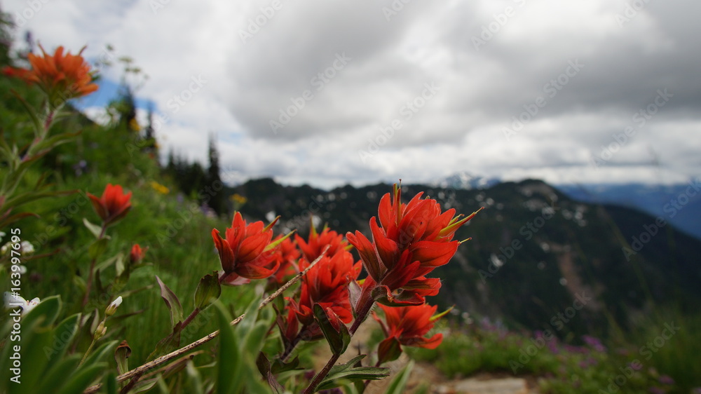 Exploring Washington State, The Great Pacific Northwest