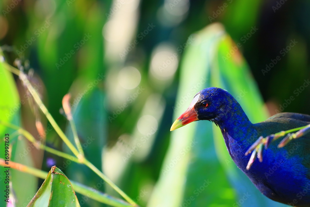 Obraz premium american purple gallinule