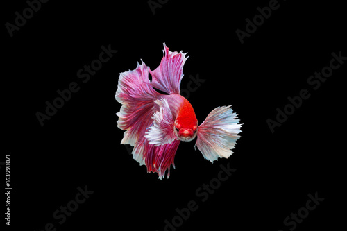 Red betta fish on black background
