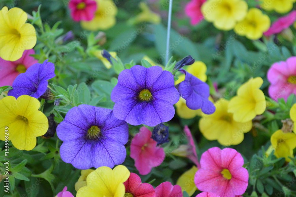 Calibrachoa Single Flower Calibrachoa Single Flower