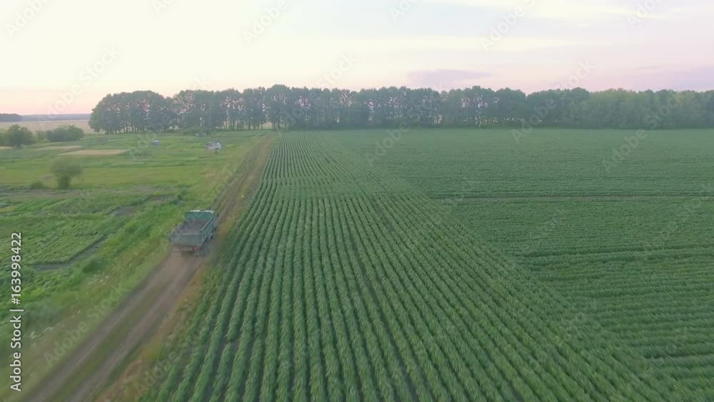 Flight over local road with truck on it between bean field and garden Flight over local road with truck on it between bean field and garden