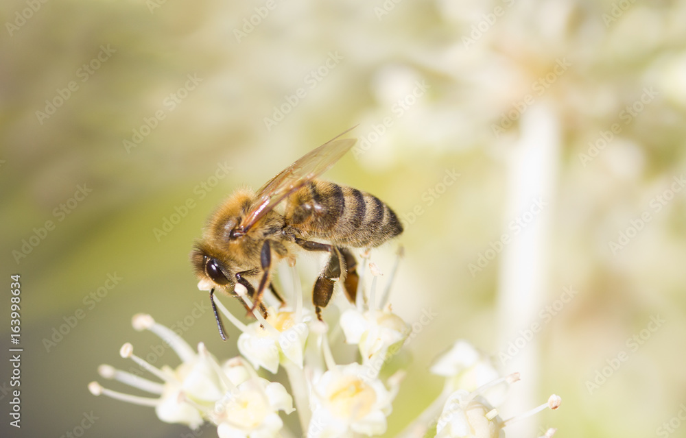Bee collecting pollen on White flower with blurred green background photo Bee collecting pollen on White flower with blurred green background photo