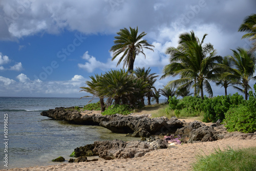 Coconut palm trees st the beach of Hawaii