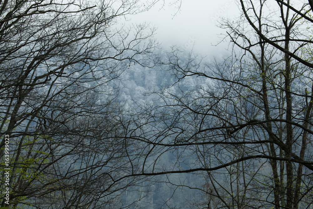 Spring, Great Smoky Mountains National Park, TN Spring, Great Smoky Mountains National Park, TN