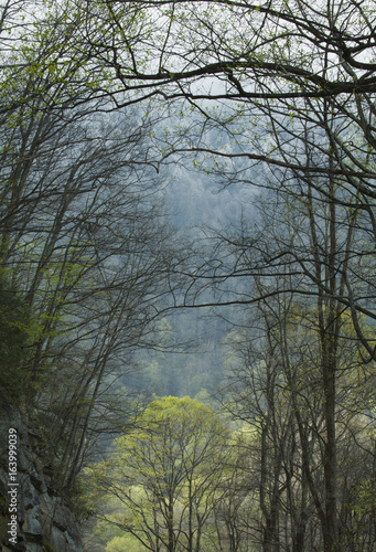 Spring  Great Smoky Mountains National Park  TN