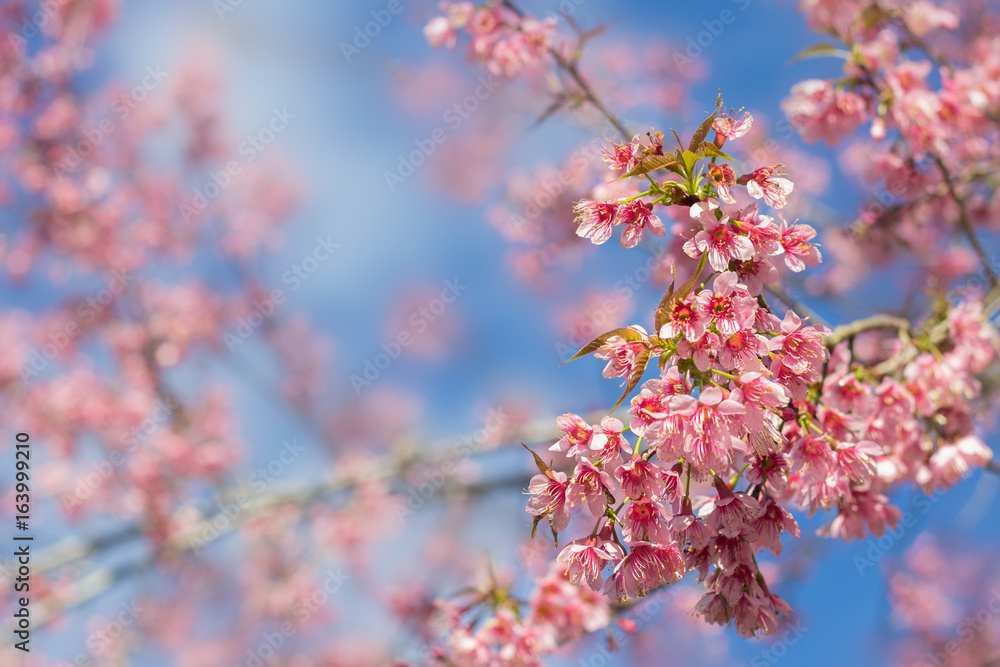 Cherry blossom Thailand