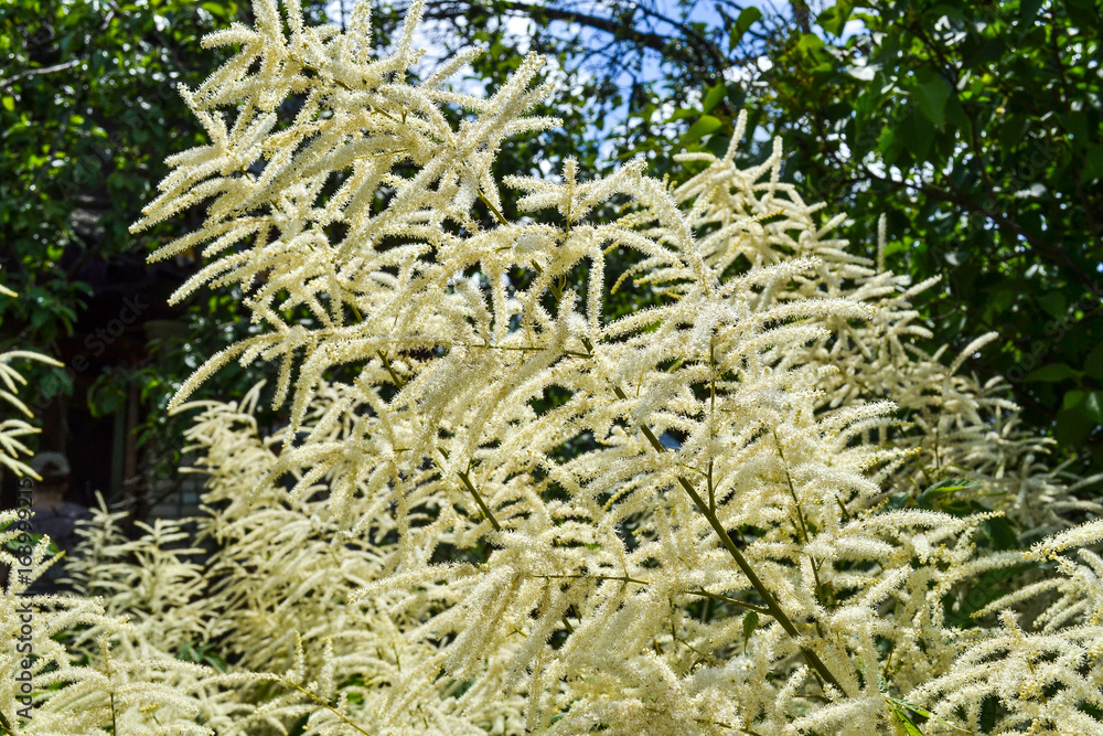 Astilbe or feather flower or false goat's beard are pretty and frilly flowers. Astilbe or feather flower or false goat's beard are pretty and frilly flowers.