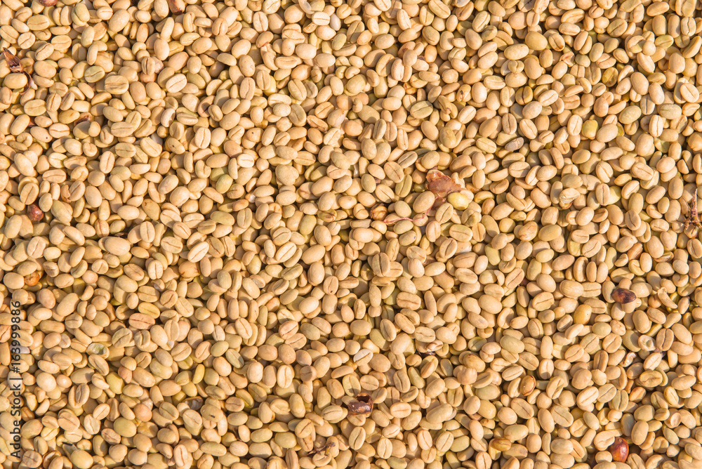Arabica coffee beans in sunny, before roasted Arabica coffee beans in sunny, before roasted