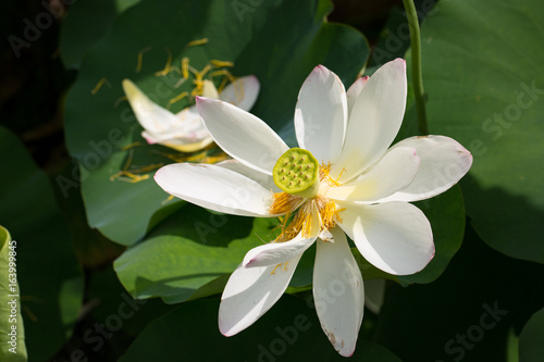 White Lotus