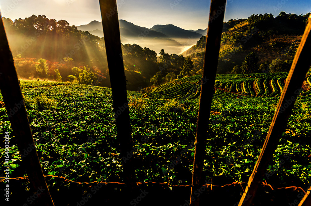 Φωτογραφία Light morning mist the strawberry farm is Ang Khang in Thailand.
