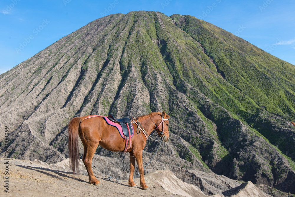 horse on Mount Bromo volcano (Gunung Bromo) at Bromo Tengger Semeru National Park, East Java, Indonesia