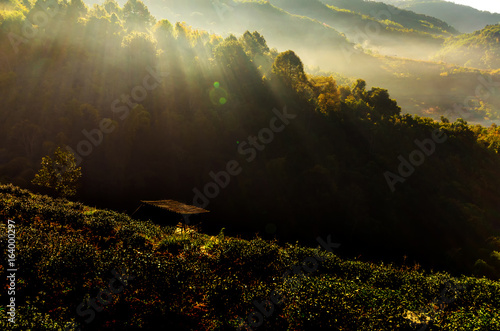 A light morning tea plantation Doi Ang Khang in Thailand. photo