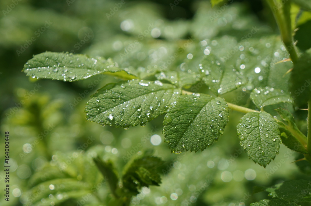 Clean transparent rain drops on green leaves of grass and bushes in the sun on a meadow for background, advertising and various designs Clean transparent rain drops on green leaves of grass and bushes in the sun on a meadow for background, advertising and various designs