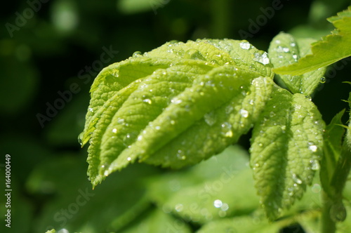Clean transparent rain drops on green leaves of grass and bushes in the sun on a meadow for background, advertising and various designs