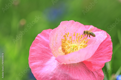 Bee covered in pollen flying and pollenating a flower