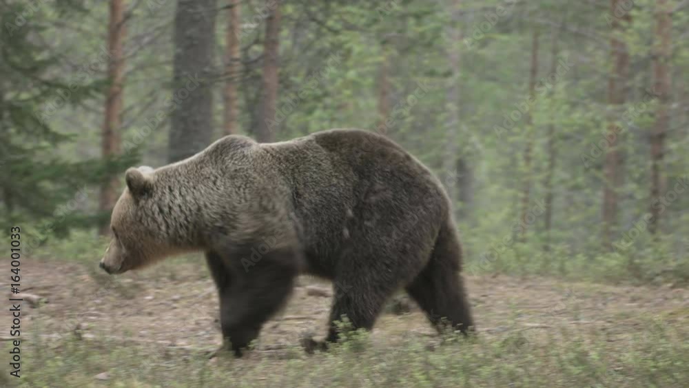 wild european brown bear