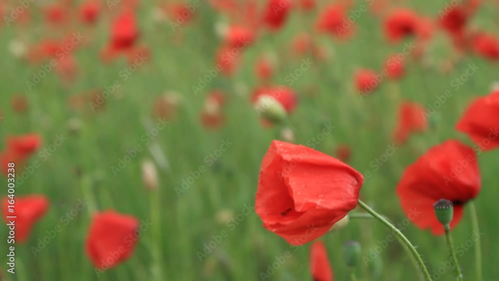 Large field of red poppies photographed just after rain Large field of red poppies photographed just after rain