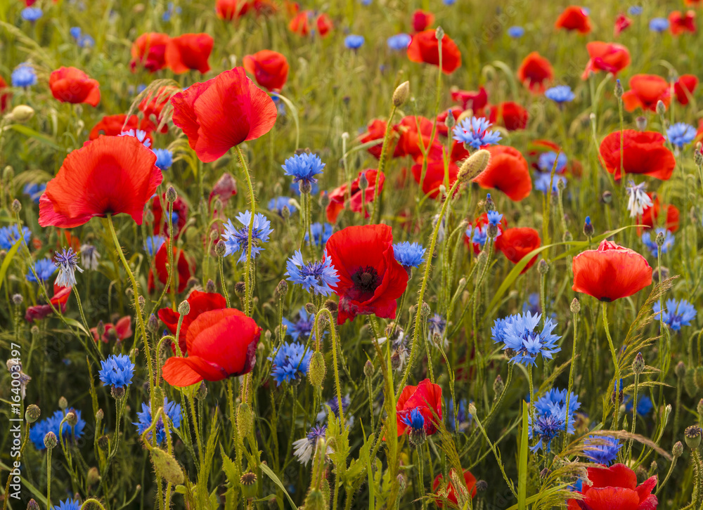 Obraz premium Composition of red poppies, herbs and wildflowers